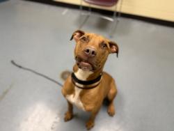 Shelter Stray Male Dog last seen Near BLOCK E 52ND AVE, DENVER CO 80249, 1241 W Bayaud Ave, Denver, CO 80223, USA