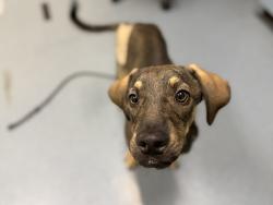 Shelter Stray Male Dog last seen Near BLOCK W BAYAUD AVE, DENVER CO 80223, 1241 W Bayaud Ave, Denver, CO 80223, USA