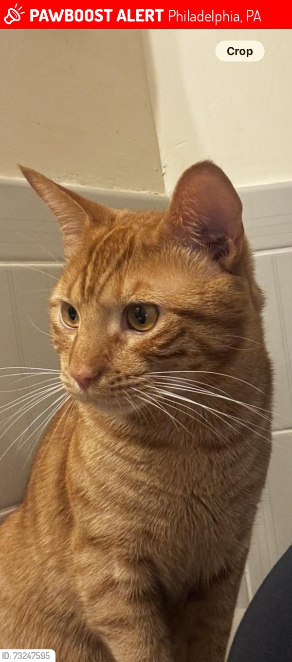 Lost Male Cat last seen 9th and 10th, Porter and Shunk, Philadelphia, PA 19148