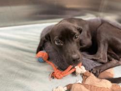 Shelter Stray Female Dog last seen Near BLOCK W BAYAUD AVE, DENVER CO 80223, 1241 W Bayaud Ave, Denver, CO 80223, USA
