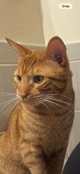 Lost Male Cat last seen 9th and 10th, Porter and Shunk, Philadelphia, PA 19148