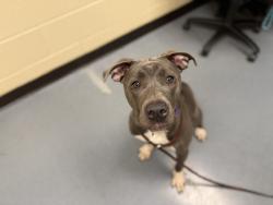Shelter Stray Female Dog last seen Near BLOCK E ANDREWS DR, DENVER CO 80239, 1241 W Bayaud Ave, Denver, CO 80223, USA