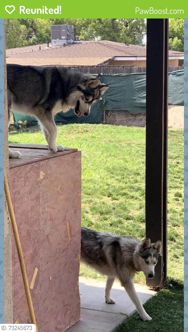 Reunited Female Dog last seen Near E Country Club Ln, San Bernardino, CA 92404, USA, San Bernardino, CA 92404