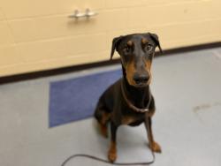 Shelter Stray Male Dog last seen Near BLOCK N TULSA CT, DENVER CO 80239, 1241 W Bayaud Ave, Denver, CO 80223, USA
