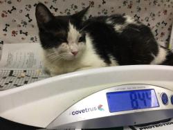 Shelter Stray Female Cat last seen Near BLOCK NIAGARA DR, JURUPA VALLEY, CA, 6851 Van Buren Boulevard, Jurupa Valley, CA 92509, USA