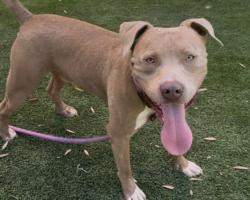 Shelter Stray Male Dog last seen , 1850 W 60th St, Los Angeles, CA 90047, USA