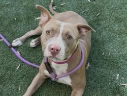 Shelter Stray Female Dog last seen , 1850 W 60th St, Los Angeles, CA 90047, USA