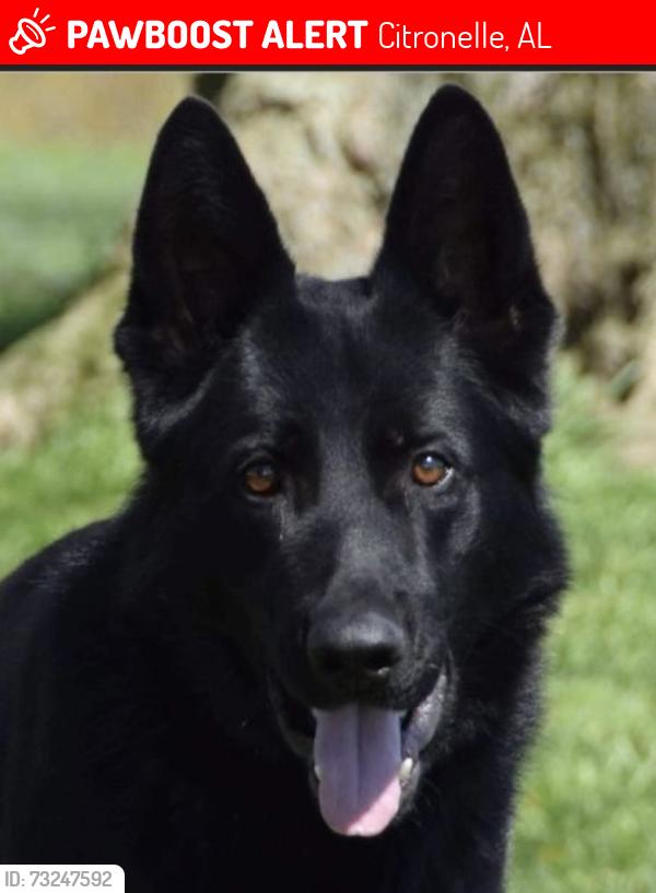 Lost Female Dog last seen Unknown, Citronelle, AL 36522