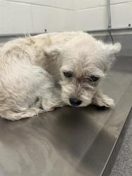 Shelter Stray Female Dog last seen N DOWD RD, 11232 B Ave, Auburn, CA 95603, USA