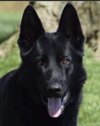 Lost Female Dog last seen Unknown, Citronelle, AL 36522