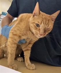 Shelter Stray Male Cat last seen SONOMA AVE & RIO LINDA BLVD, 2127 Front St, Sacramento, CA 95818, USA