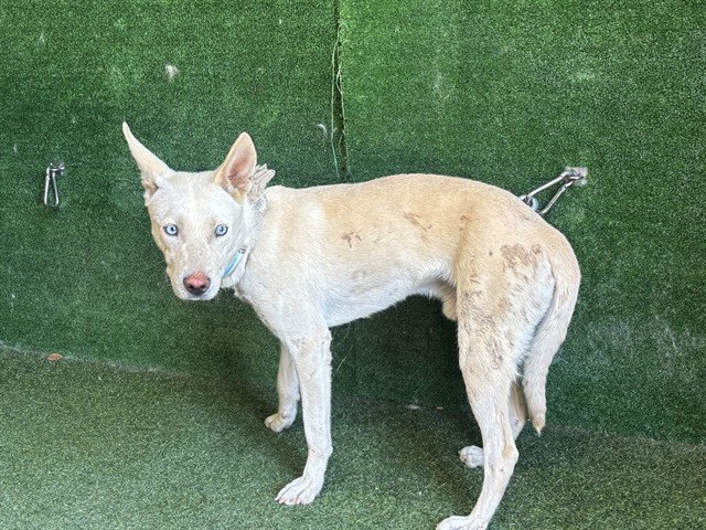 Shelter Stray Male Dog last seen , 4275 Elton St, Baldwin Park, CA 91706, USA