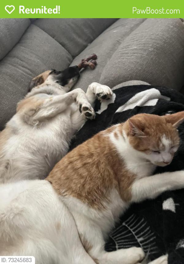 Reunited Male Cat last seen Jordan Meadow & Carlton Links, Fuquay-Varina, NC 27526
