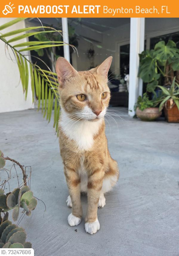 Found/Stray Male Cat last seen Ne 15th place and federal highway, Boynton Beach, Boynton Beach, FL 33435
