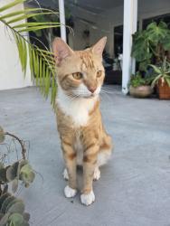 Found/Stray Male Cat last seen Ne 15th place and federal highway, Boynton Beach, Boynton Beach, FL 33435