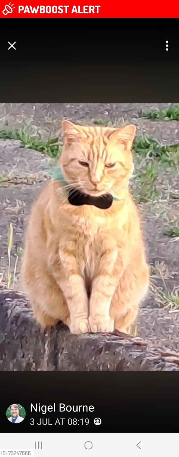 Lost Male Cat last seen Da12 2nn, Kent, England DA12 2NN