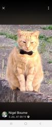 Lost Male Cat last seen Da12 2nn, Kent, England DA12 2NN