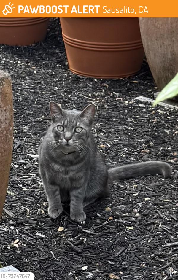 Found/Stray Unknown Cat last seen Prospect Ave, Sausalito, CA 94965