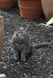 Found/Stray Unknown Cat last seen Prospect Ave, Sausalito, CA 94965