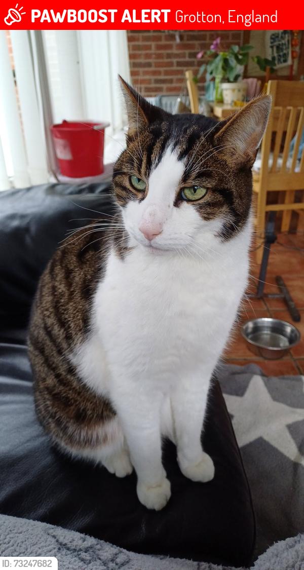 Lost Male Cat last seen face and body shop in grotton, Grotton, England 