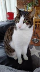 Lost Male Cat last seen face and body shop in grotton, Grotton, England 