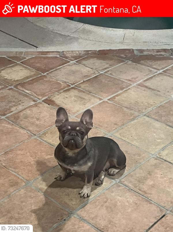 Lost Female Dog last seen Emerald ave, Fontana, CA 92336