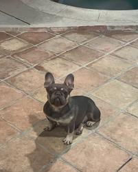 Lost Female Dog last seen Emerald ave, Fontana, CA 92336