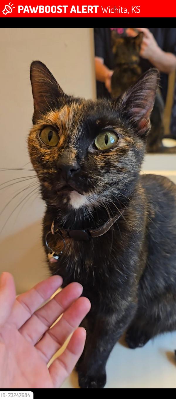 Lost Female Cat last seen South High School, Wichita, KS 67217