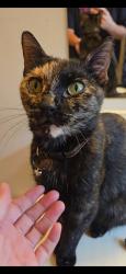 Lost Female Cat last seen South High School, Wichita, KS 67217