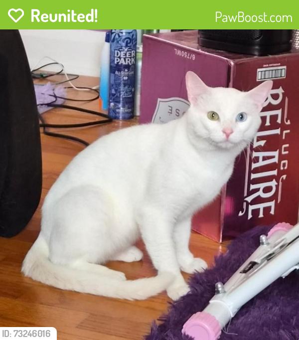 Reunited Male Cat last seen Orange St and Ursula Pl, Stamford, CT 06902