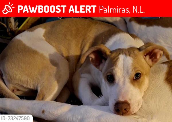 Lost Female Dog last seen Calle 3 y calle 7, Palmiras, N.L. 66086