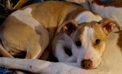 Lost Female Dog last seen Calle 3 y calle 7, Palmiras, N.L. 66086