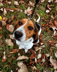 Lost Male Dog last seen Higgins Rd, Shepherd, TX 77371