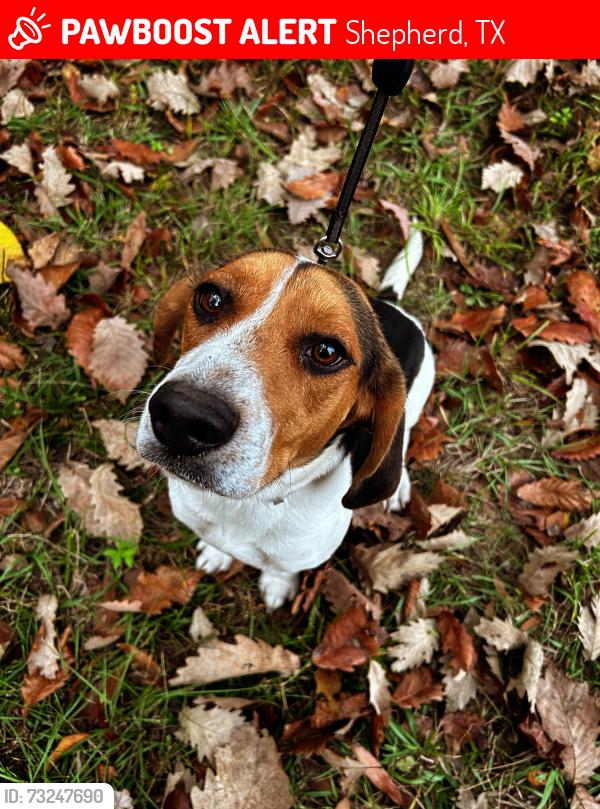 Lost Male Dog last seen Higgins Rd, Shepherd, TX 77371