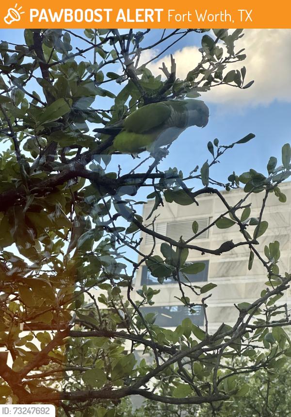 Found/Stray Unknown Bird last seen The tree on the right across from the parking meter in between second and third and Calhoun Street when facing the parking meter, Fort Worth, TX 76102