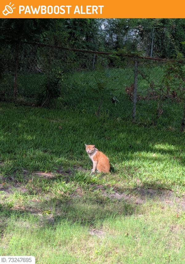 Found/Stray Unknown Cat last seen Ranger, North Charleston, SC 29405