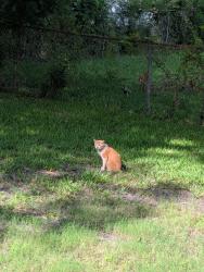 Found/Stray Unknown Cat last seen Ranger, North Charleston, SC 29405