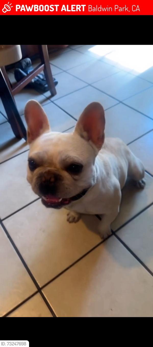 Lost Male Dog last seen Maine ave dalewood, Baldwin Park, CA 91706