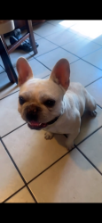 Lost Male Dog last seen Maine ave dalewood, Baldwin Park, CA 91706