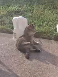 Found/Stray Unknown Cat last seen Willowbrook and plumb creek, Knoxville, TN 37932