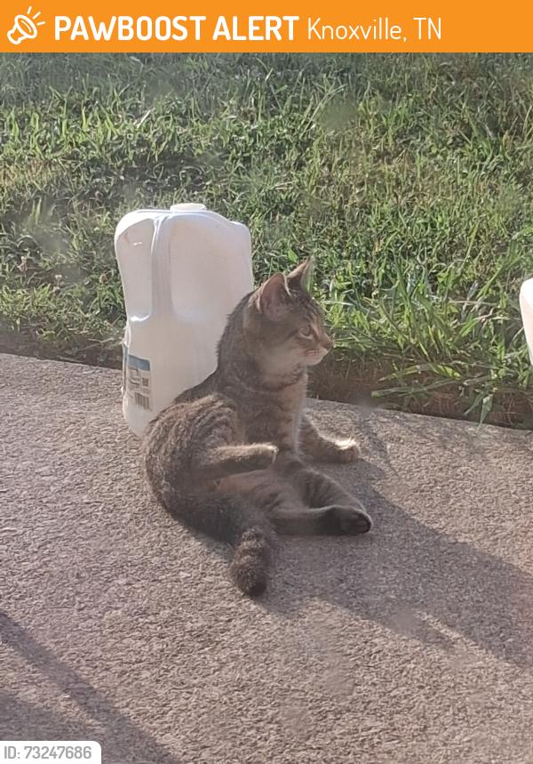 Found/Stray Unknown Cat last seen Willowbrook and plumb creek, Knoxville, TN 37932
