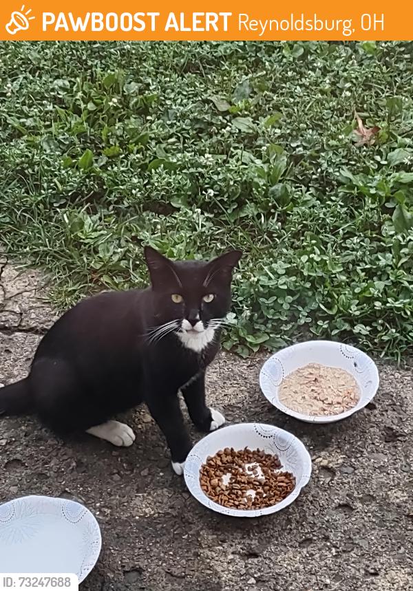 Found/Stray Male Cat last seen Lancaster ave., Reynoldsburg, OH 43068