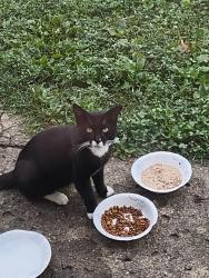 Found/Stray Male Cat last seen Lancaster ave., Reynoldsburg, OH 43068