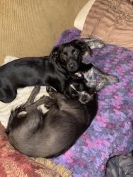 Lost Male Dog last seen Hillside CT & Hillside Dr, Spring, TX 77386