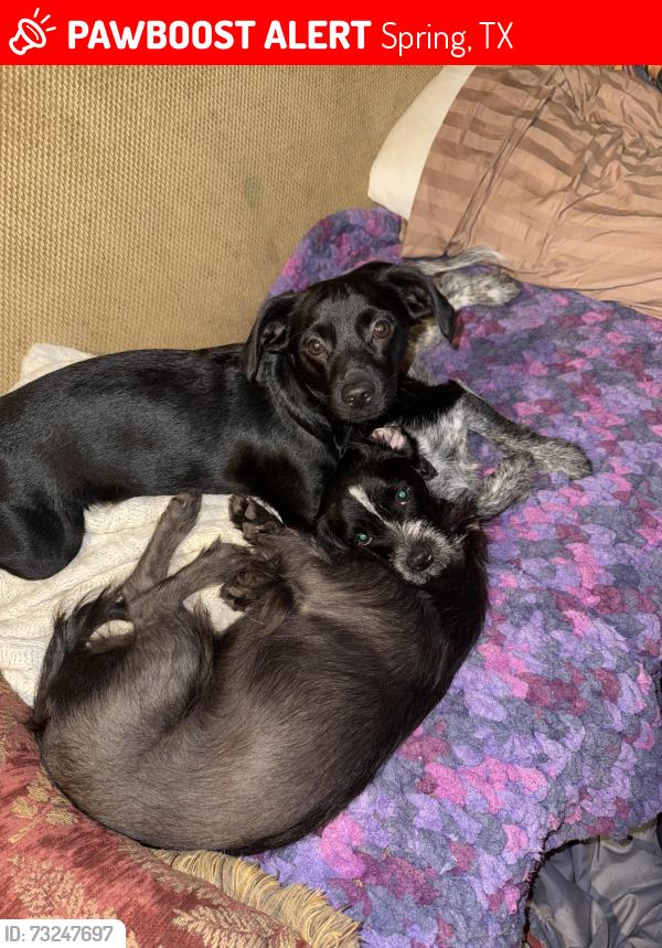 Lost Male Dog last seen Hillside CT & Hillside Dr, Spring, TX 77386