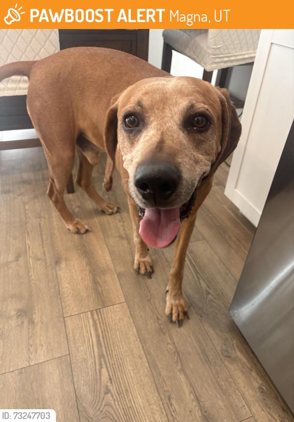 Found/Stray Male Dog last seen Mineral grove dr, Magna, UT 84044