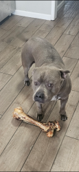 Lost Male Dog last seen By Harvest Park, Wichita, KS 67212
