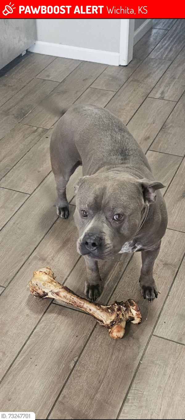 Lost Male Dog last seen By Harvest Park, Wichita, KS 67212