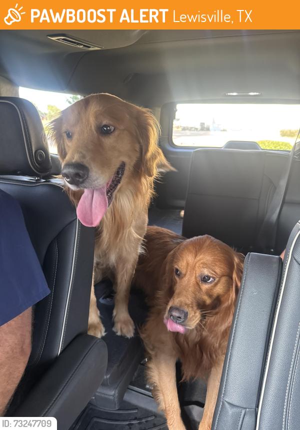 Found/Stray Male Dog last seen Dbat, Lewisville, TX 75057