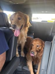 Found/Stray Male Dog last seen Dbat, Lewisville, TX 75057